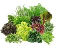 B9 B9 vitamins for the brain