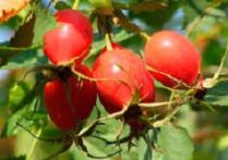 The benefits of vitamin P for the brain
